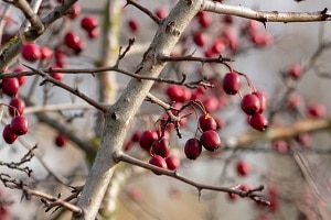 aubépine